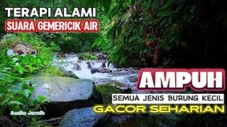 Download lagu 'Birdsong & Stream Sound for Small Bird Training | Nature Mastering Audio mp3