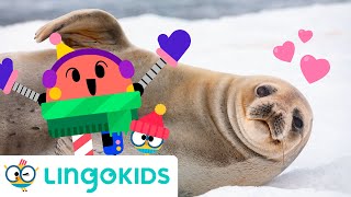 ARCTIC ANIMALS SONG 🐧🎶 Polar animals songs for kids | Lingokids gameplay video by Mgraves, 2:05 duration