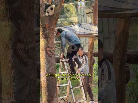 The red panda climbed a tree but couldn't get down#animals #panda #Friendship #Us