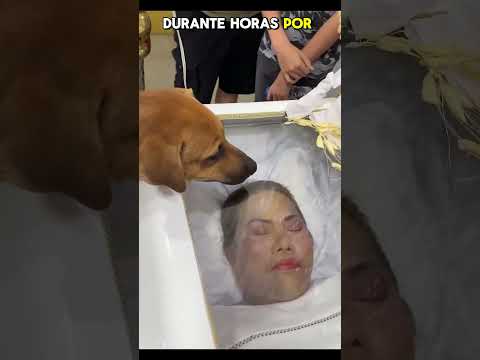 "Heartbreaking Final Farewell: A Dog's Unbreakable Loyalty" #youtubeshorts