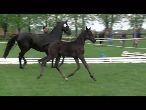 Röber, Sir Donnerhall-De Niro-Fürst Heinrich
