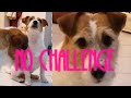 JRT Funny Jack Russell Ara And Bella NoChallenge Nein Nein Nein