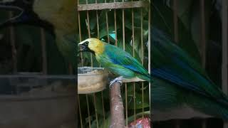 Download lagu Suara pikat burung cucak ranting dijamin langsung nyaut mp3