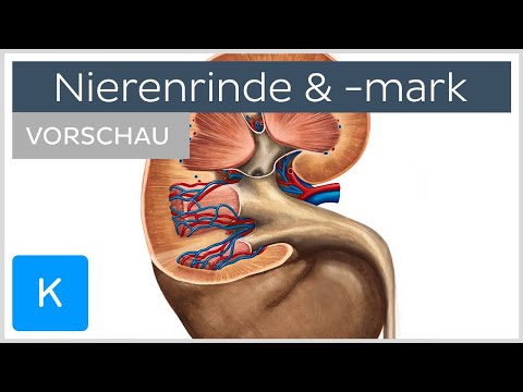 Nierenrinde und Nierenmark (Vorschau) - Anatomie des Menschen | Kenhub