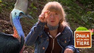 Download lagu Ein Kasuar für den Regenwald | Reportage für Kinder | Paula und die wilden Tiere mp3