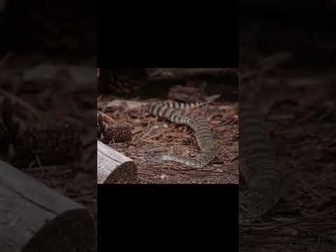 Squirrel vs Rattlesnake