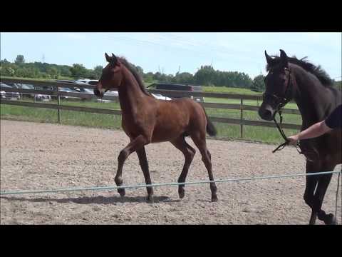 *2017 Hengstfohlen von Colore - Cascall