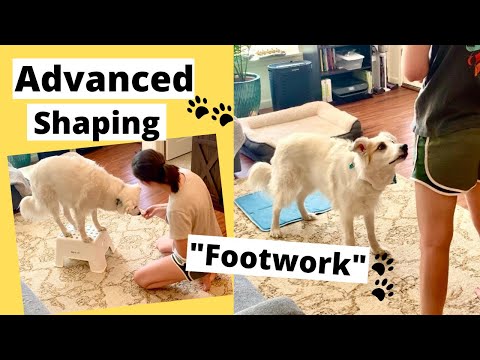 Shaping Dog Tricks - Fancy Footwork