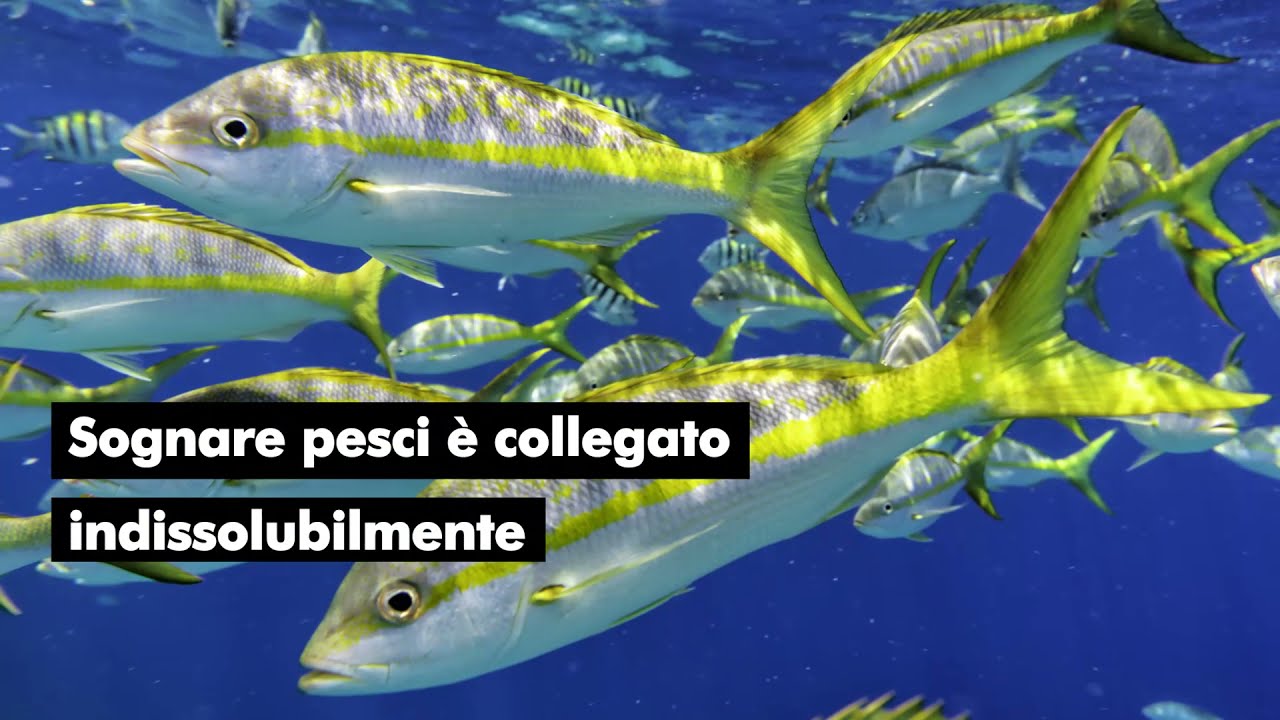 Il significato dei sogni: Sognare pesci.