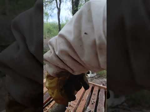 Cosecha de miel, enero 2026, monte quemado santiago del estero 🐝🍯 parte 2