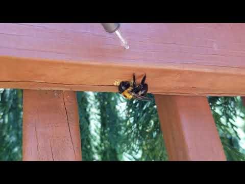 Carpenter Bees Boring into Deck in Howell, NJ