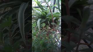 Dove nest in flower pot