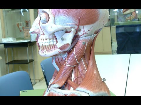 Hirstionyssidaeについて詳しく解説