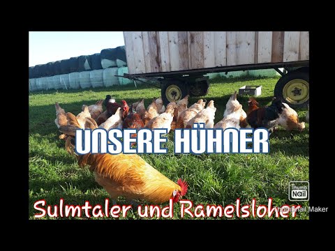 Unsere Hühner #Sulmtaler und #Ramelsloher