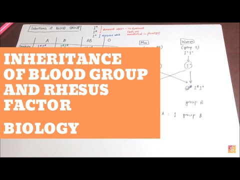Biology- Inheritance of Blood Group and Rhesus Factor Video