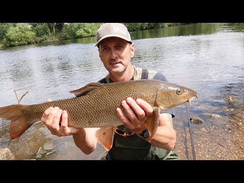 FANTASTIC CHUB AND BARBEL FISHING RIVER TRENT - VIDEO 57