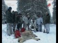 Охота на волка 