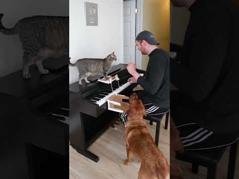Cat and Dog Play Piano