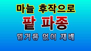 [텃밭농부. 1,108]  마늘의 후작으로 팥을 파종하는 방법 #팥재배
