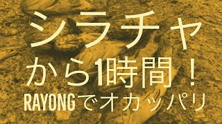 シラチャから1時間！ラヨンのビーチでハタを釣る！#sriracha#fishing#釣り#タイ#シラチャ