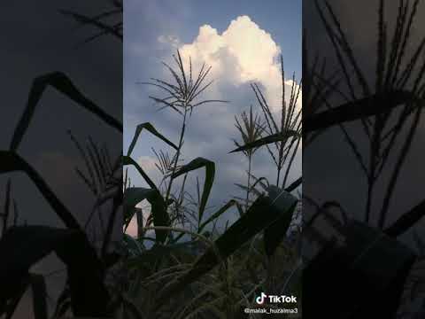 New saraiki song sady mndry naseeb😘😘😍