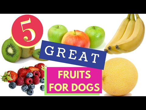 download lagu mp3 mp4 Are Goji Berries Safe For Dogs, download lagu Are Goji Berries Safe For Dogs gratis, unduh video klip Are Goji Berries Safe For Dogs
