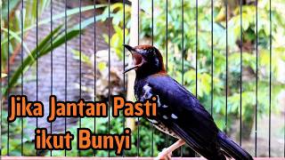 Download lagu ANIS KEMBANG MANAPUN PASTI LANGSUNG NYAUT DENGAR PANCINGAN ANIS PUNGLOR INI, MASTERAN ANIS KEMBANG mp3