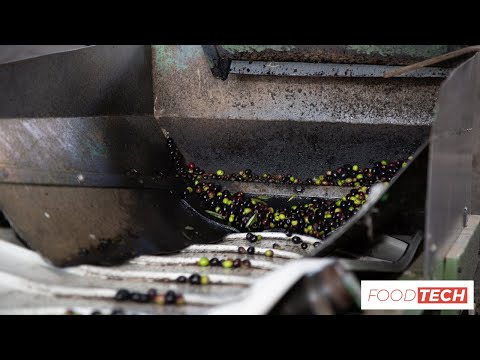 The Untold Story of How Black Olives are Made
