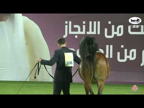 شادی الخالدیه SHADI AL KHALEDIAH  قهرمان سیلمی های 2022 درمسابقات عجمان