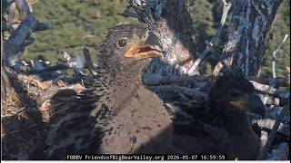 LISTEN TO SANDY'S CUTE VOICE TALKING TO LITTLE BIRDS! 🔊 SHADOW IS PROUD! 🐥 Big Bear FOBBVCAM 5.7.26