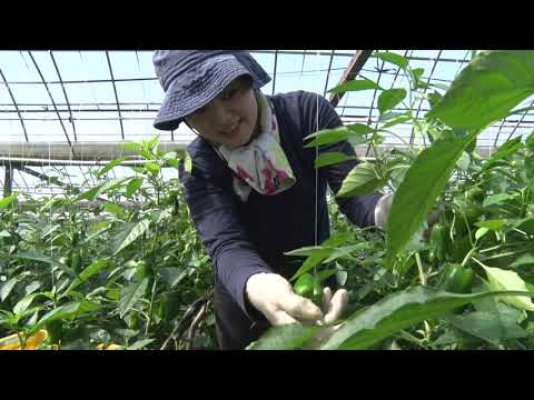 20210317和歌山県産野菜生育状況