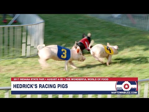 2017 Indiana State Fair Pig Racing