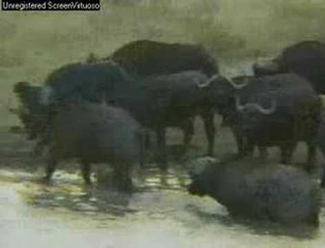 WildEarth Djuma 7-1-07 Buffalo