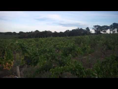 L'avant vendange au Domaine de la Solitude - Chateauenuf du Pape