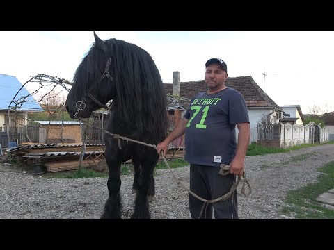 Armasarii lui Ion de la Monor, Bistrita Nasaud - 2022 Nou!!!