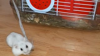 Little hamster moving the big house