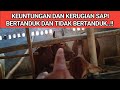 Advantages Of Horned And Hornless Cattle