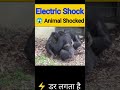 Emotional Electric Shock 🥺 Monkey Electric Shock 🥺 Animal Love