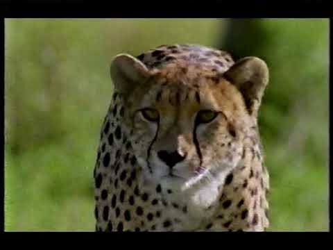 BBC Duma the Cheetah [by John & Simon King] (Dec 1997)