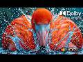 4K HDR Dolby Vision A Visual Experience You Ll Never Forget