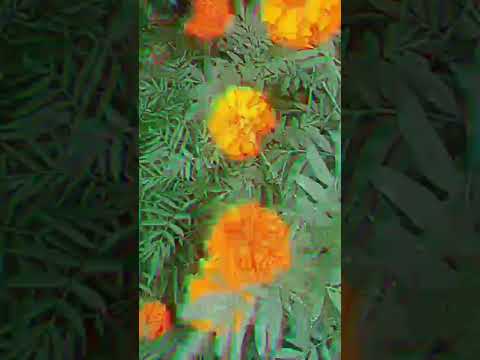 nature beauty#Nimra Anees@NimraAnees#kashmirfiles #Nimra Anees@NimraAnees-no3ek