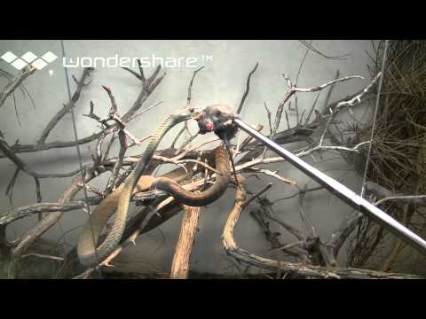 Black mamba feeding 2
