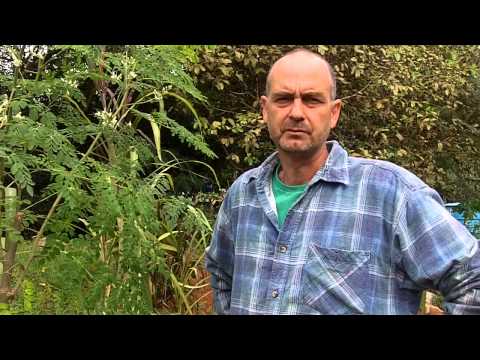 Moringa-Baum - Beschnitt für Permakultur Ebene 3