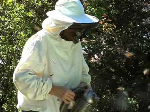 Stora förluster för biodlare efter vintern