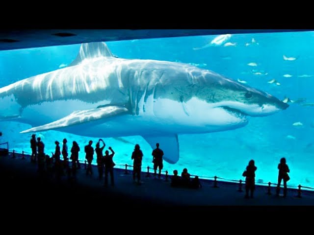 TOP 10 BIGGEST SHARKS IN THE WORLD