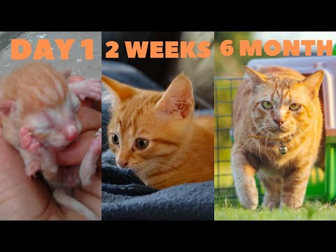 Kitten Growth Chart | Kitten Developmental Stages | Newborn Kitten to Adult Cat