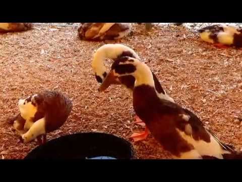 Collection Of Different Breeds Of Ducks