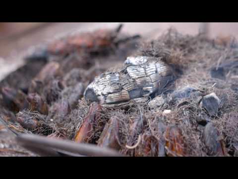 This is Heirloom Fire