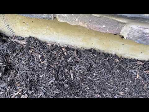 Millipedes Delivered with the Mulch in Howell, NJ