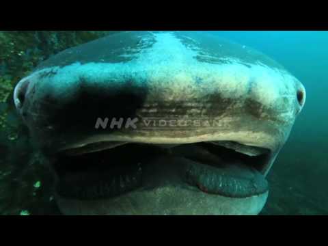 NHK VIDEO BANK -  Underwater: a rare megamouth shark captured